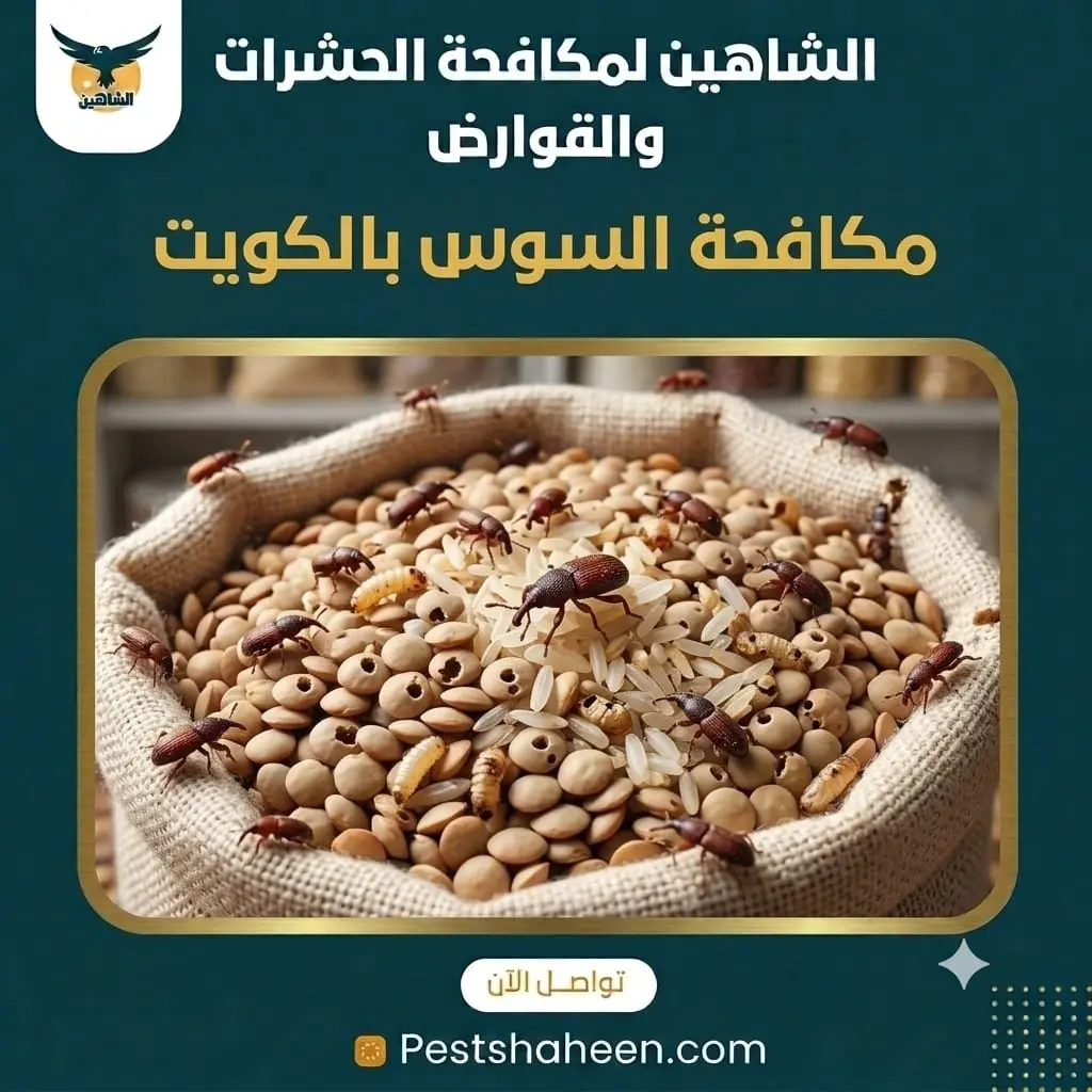 Wood Borer Woodworm Control in Kuwait
