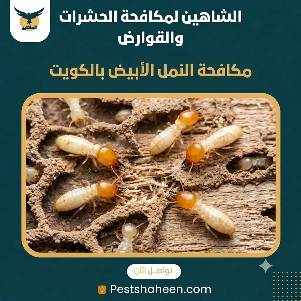 Post-Construction Termite Treatment in Kuwait with Minimal Damage