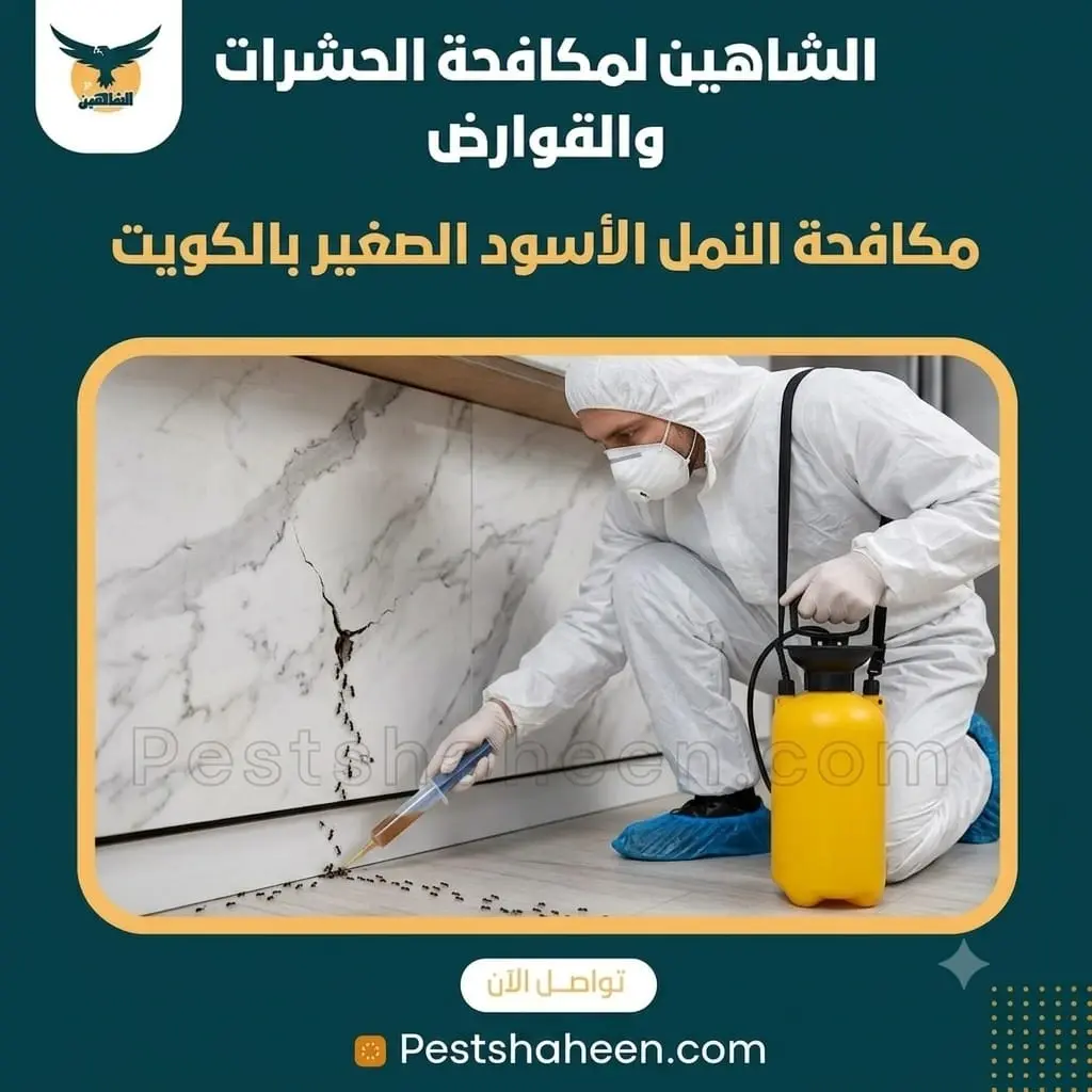 Small Black Ant Control in Kuwait and Colony Identification