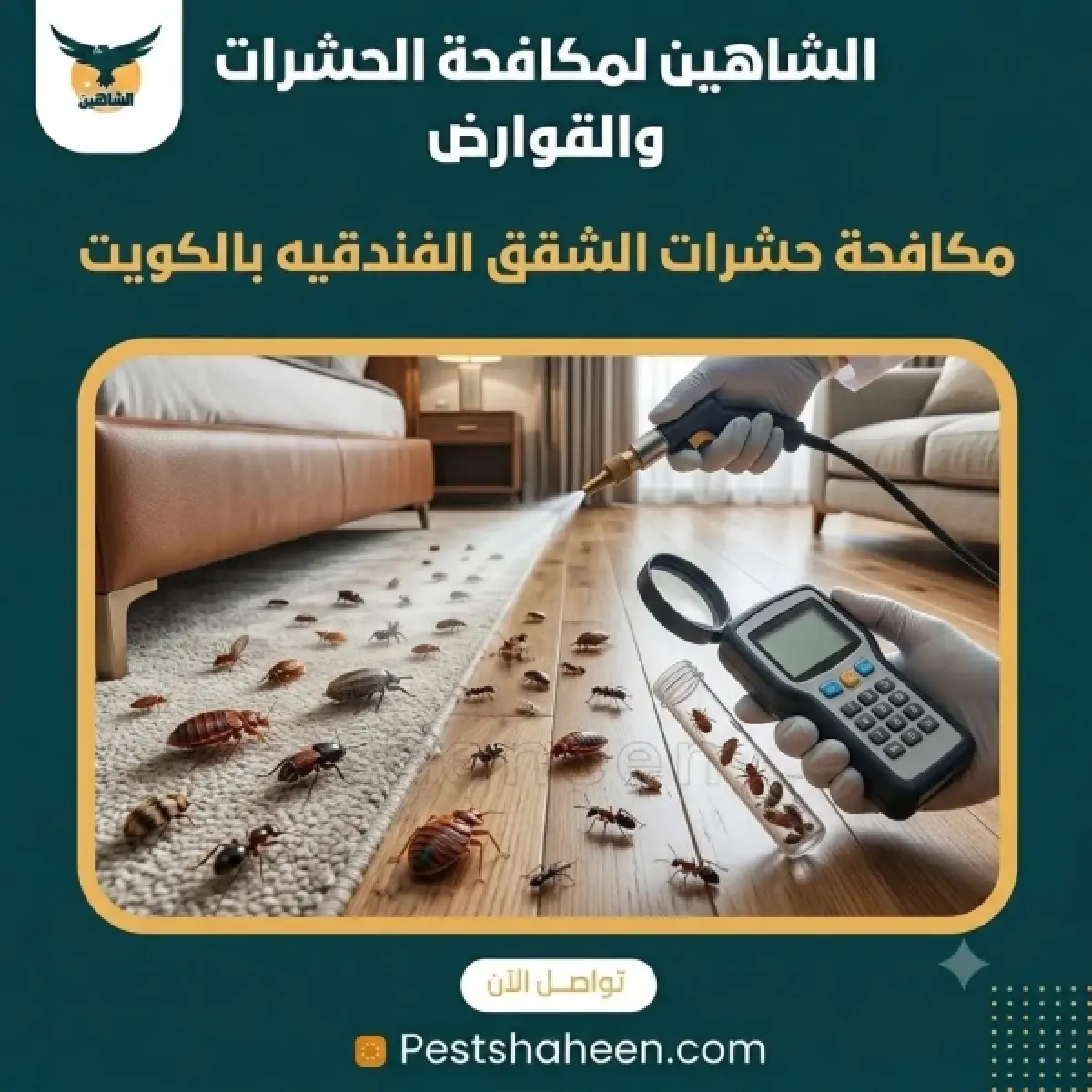 Spraying and inspecting for bed bugs and ants on the carpet and floor of a hotel apartment in Kuwait